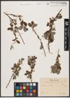 Foto von Salix aurita L. x Salix repens L.